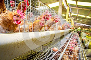 Poultry farm hens and eggs, aviary