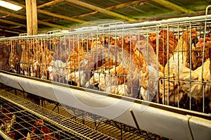 Poultry farm hens and eggs, aviary