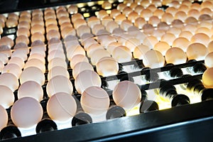 Poultry farm. Industrial egg production line. Modern technological process of checking the shell for the presence of microcracks