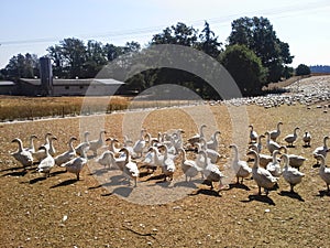 Poultry farm with many white geese