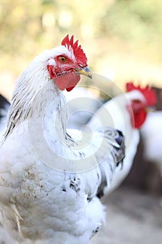 Poultry on the farm yard