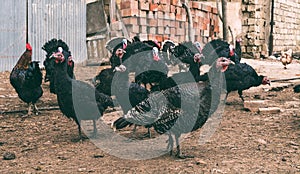 Poultry in the farm yard