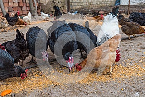 Poultry in the farm yard