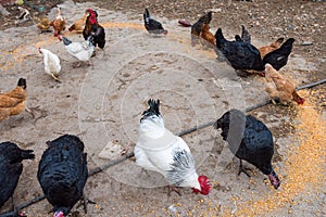 Poultry in the farm yard. Feeding poultry