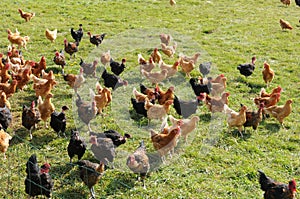 Poultry farming in Brueil en Vexin