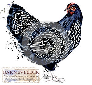 Poultry farming. Chicken breeds series. domestic bird watercolor illustration