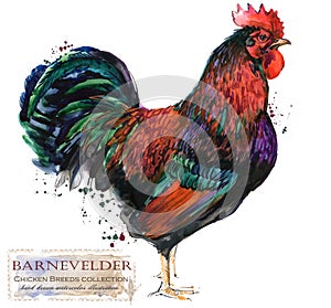 Poultry farming. Chicken breeds series. domestic bird watercolor illustration