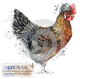Poultry farming. Chicken breeds series. domestic bird watercolor illustration