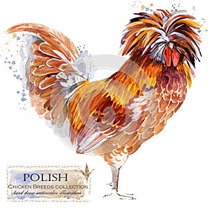 Poultry farming. Chicken breeds series. domestic farm bird