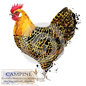 Poultry farming. Chicken breeds series. domestic farm bird