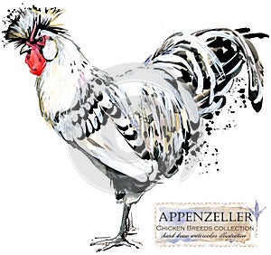 Poultry farming. Chicken breeds series. domestic farm bird