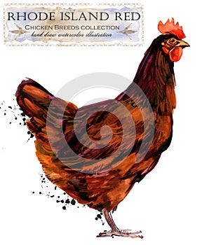 Poultry farming. Chicken breeds series. domestic farm bird