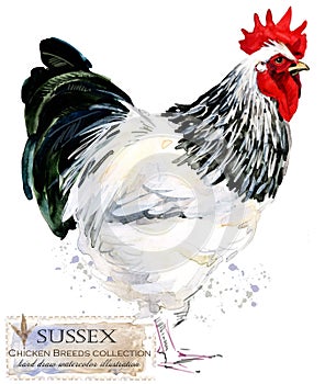 Poultry farming. Chicken breeds series. domestic farm bird