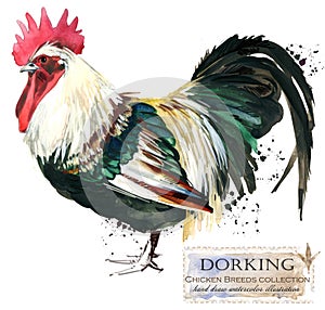 Poultry farming. Chicken breeds series. domestic farm bird