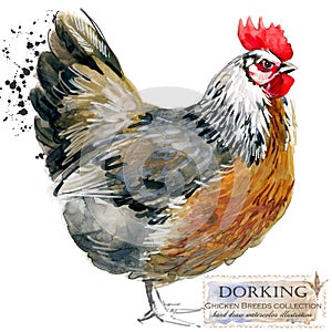 Poultry farming. Chicken breeds series. domestic farm bird