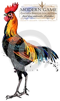 Poultry farming. Chicken breeds series. domestic farm bird