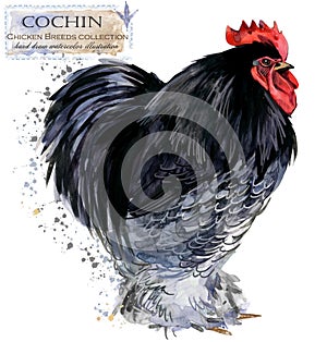 Poultry farming. Chicken breeds series. domestic farm bird