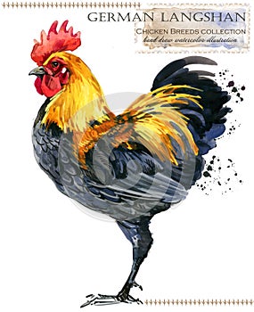 Poultry farming. Chicken breeds series. domestic farm bird