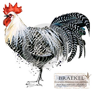 Poultry farming. Chicken breeds series. domestic farm bird