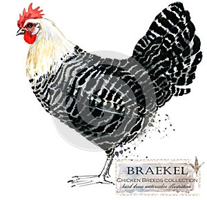 Poultry farming. Chicken breeds series. domestic farm bird