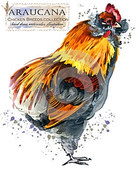 Poultry farming. Chicken breeds series. domestic farm bird