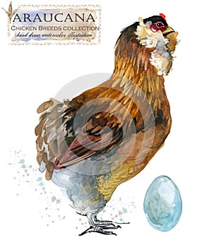 Poultry farming. Chicken breeds series. domestic farm bird