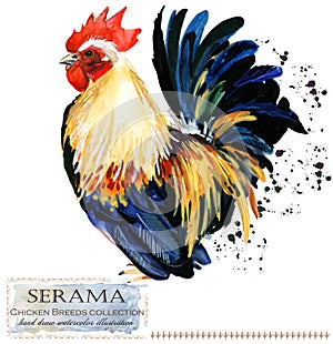 Poultry farming. Chicken breeds series. domestic farm bird