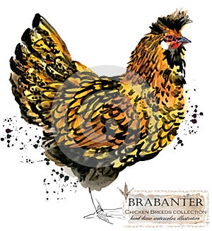 Poultry farming. Chicken breeds series. domestic farm bird