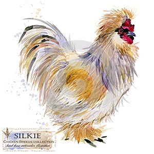 Poultry farming. Chicken breeds series. domestic farm bird