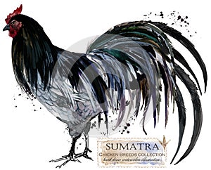 Poultry farming. Chicken breeds series. domestic farm bird