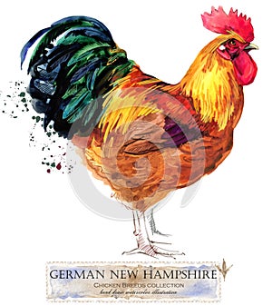 Poultry farming. Chicken breeds series. domestic farm bird