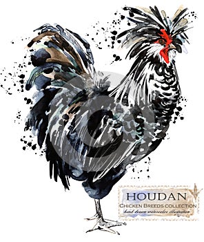 Poultry farming. Chicken breeds series. domestic farm bird