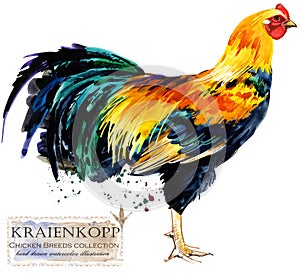 Poultry farming. Chicken breeds series. domestic farm bird