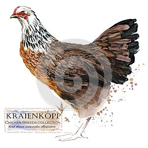 Poultry farming. Chicken breeds series. domestic farm bird