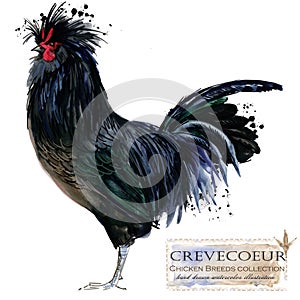 Poultry farming. Chicken breeds series. domestic farm bird