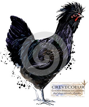 Poultry farming. Chicken breeds series. domestic farm bird