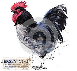 Poultry farming. Chicken breeds series. domestic farm bird