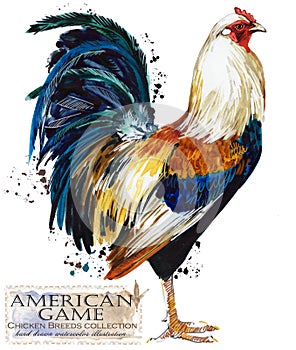 Poultry farming. Chicken breeds series. domestic farm bird illustration