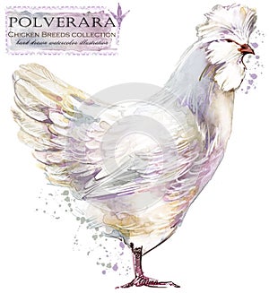 Poultry farming. Chicken breeds series. domestic farm bird illustration