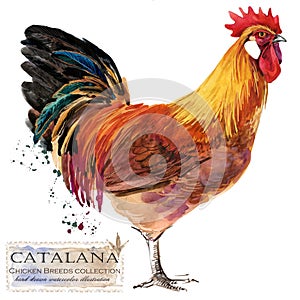 Poultry farming. Chicken breeds series. domestic farm bird illustration photo