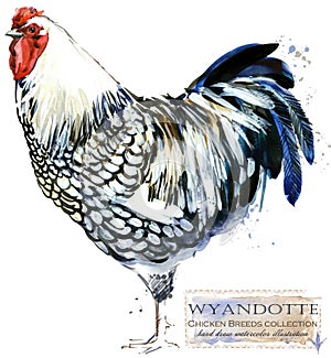 Poultry farming. Chicken breeds series. domestic farm bird watercolor illustration.