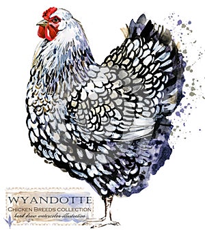 Poultry farming. Chicken breeds series. domestic farm bird watercolor illustration.