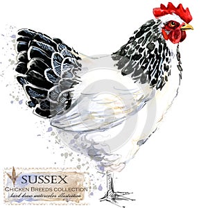 Poultry farming. Chicken breeds series. domestic farm bird photo