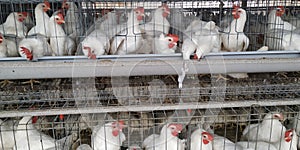 Poultry farming for eggs production