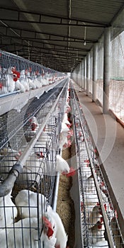 Poultry farming for eggs production