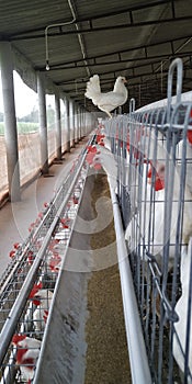 Poultry farming for eggs production in India