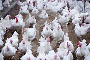 Poultry farming for the purpose of farming meat or eggs for food 2