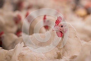 Poultry farming for the purpose of farming meat or eggs for food 2
