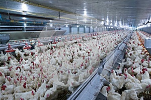 Poultry farming for the purpose of farming meat or eggs for food 2