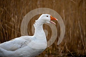 Poultry farming in the village. white goose standing on grass. Geese in nature. photo